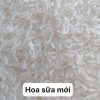 gạo hoa sữa