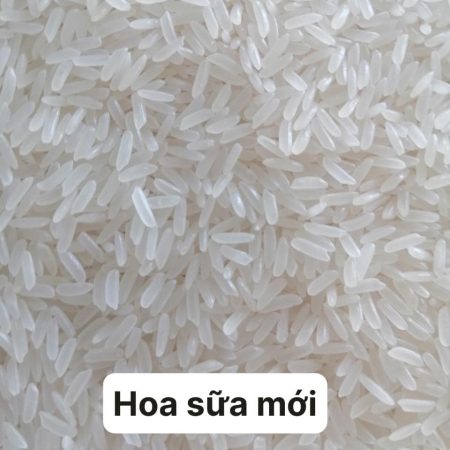 gạo hoa sữa