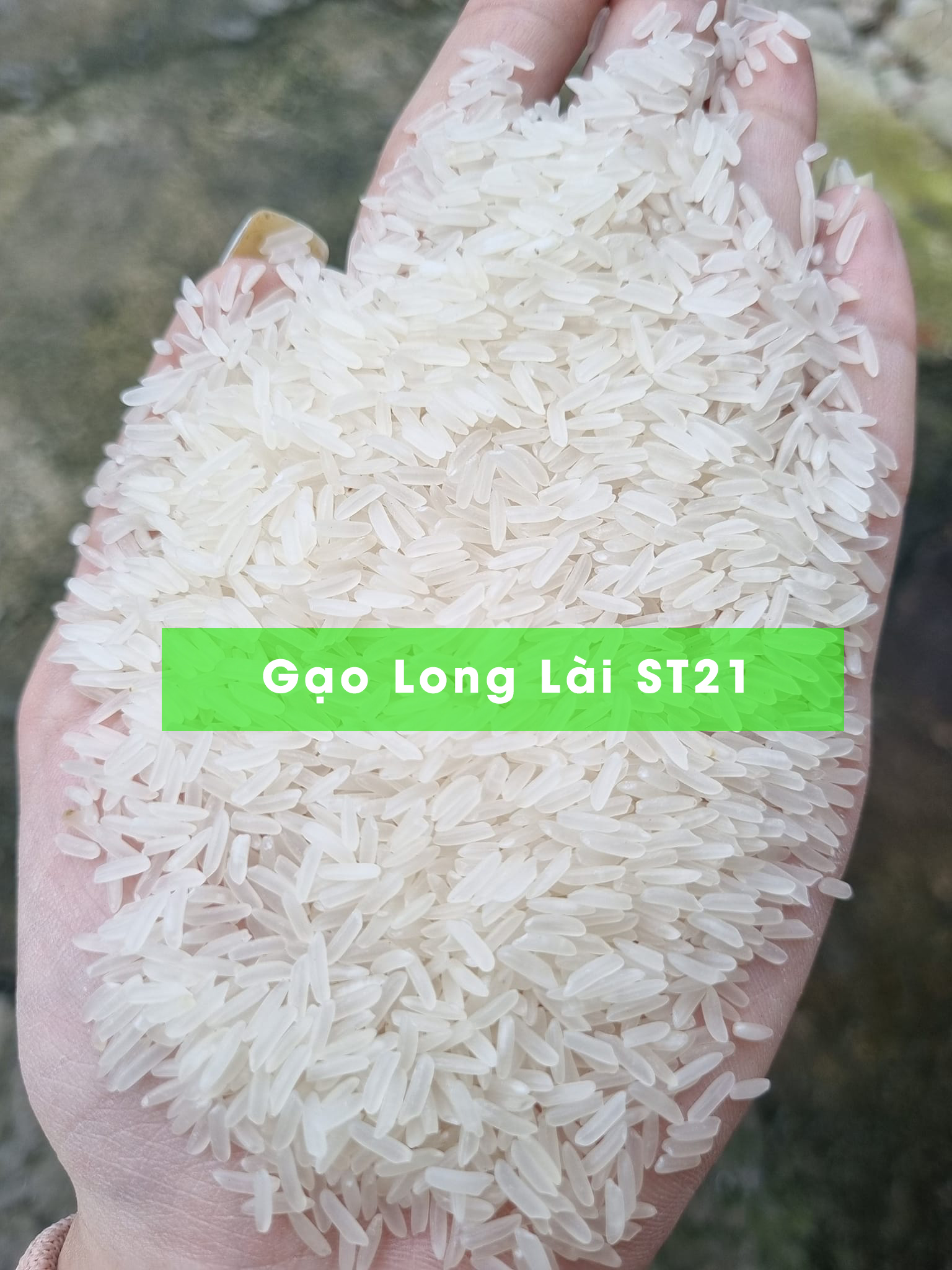 Gạo Long Lài ST21